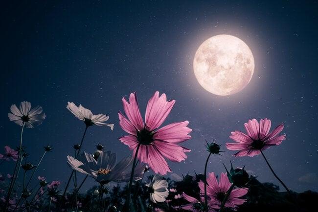 Moon